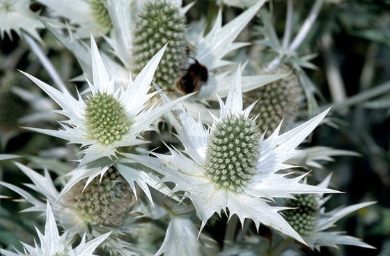 Máka obrovská (Eryngium giganteum)