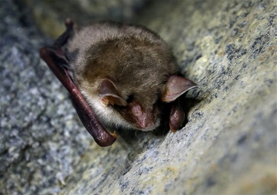 Netopýr velký (Myotis myotis).