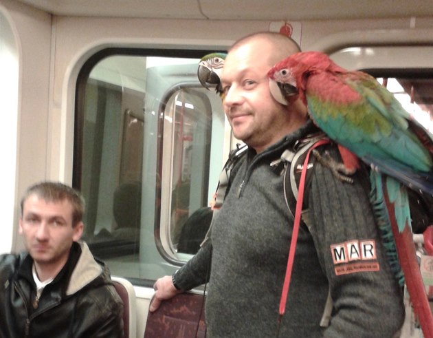 Papoušci v metru
