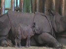 Mlád nosoroce v plzeské zoo