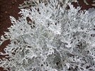 Starek pímoský (Senecio cineraria) kultivar 'Silver Dust'