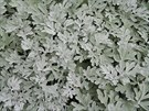 Pelynk (Artemisia stelleriana)