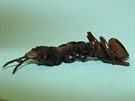 Larva hranostajníka bukového (Stauropus fagi)