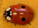 Slunéko dvoutené (Coccinella bipunctata)