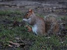Veverky v londýnském parku Hyde Park nejsou pvodním druhem. Byly tu umle...