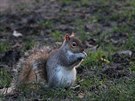 Veverky karolinské pocházejí z USA a v londýnském parku Hyde Park byly vysazeny...