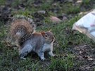 ebrající veverky v londýnském parku Hyde Park se lovka nebojí.