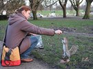ebrající veverky v londýnském parku Hyde Park