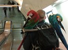 Papouci v metru