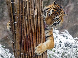 TYGÍ OBEJMUTÍ. Tygí mlád si hraje se svazkem bambusu v zoologické zahrad v...