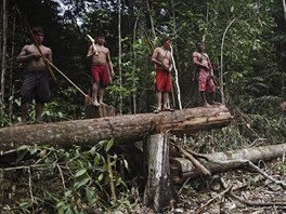Munduruku Indian warriors stand over an area of jungle cleared by wildcat gold...