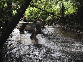 Munduruku Indian warriors navigate the Caburua river in search of illegal gold...