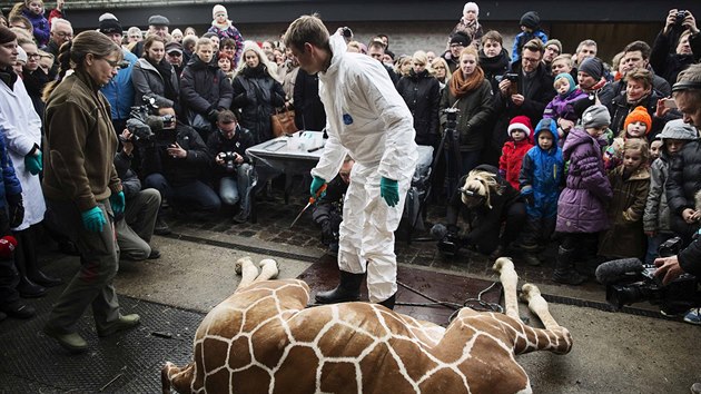 Zoo v Kodani nechala utratit mld irafy, veden zahrady rozhodlo, e sudokopytnk se do chovu nehod a je pebyten. Na usmrcen zvete se mohly pijt podvat i dti (9. nora 2014).