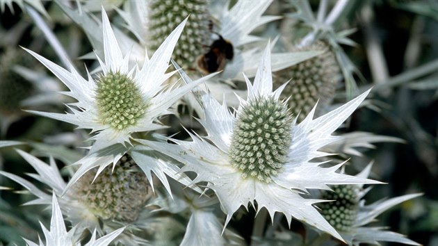 Mka obrovsk (Eryngium giganteum)