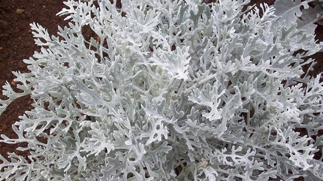 Starek pmosk (Senecio cineraria) kultivar 'Silver Dust'