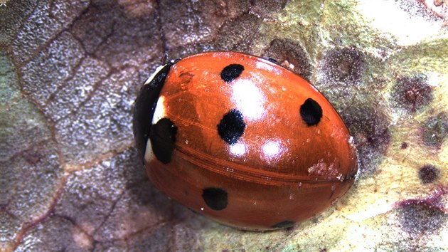 Slunko sedmiten (Coccinella septempunctata), lidov nazvan berukou. D se snadno odliit od slunka vchodnho.