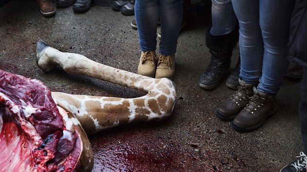 Na porku irafy pozvali pedstavitel kodask zoo dti. Dostalo se jim odbornho vkladu.