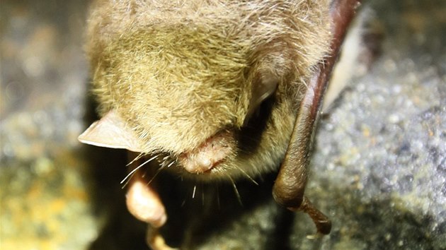 Netopr vodn, tak znm jako krtkouan vodn (Myotis daubentonii).