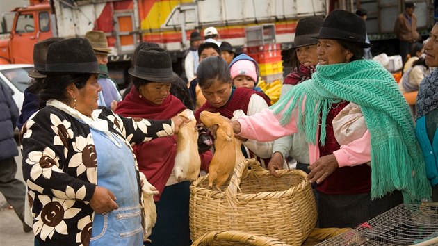 Ženy kupují na trhu v ekvádroském městečku Saquisili peruánská morčata do kuchyně. Ilustrační snímek.