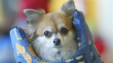 Zlod�jka ukradla z kaplického zverimexu �t�n� �ivavy, které tam bylo na prodej...