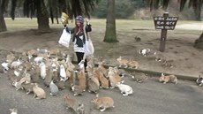 Japonský ostrov Okunoima je známý také jako Ostrov králík. A ti mají rádi...