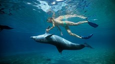 Delfín a �lov�k pohromad� (ilustra�ní foto)