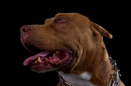 Zlodj potval na policisty svého psa - kíence pitbula a argentinské dogy. Ilustraní snímek