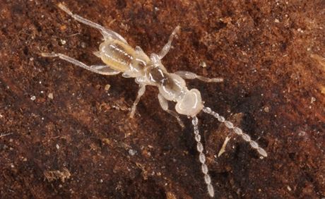 Larva dosud neznámého druhu drobnlky, který objevili na Borneu badatelé z...