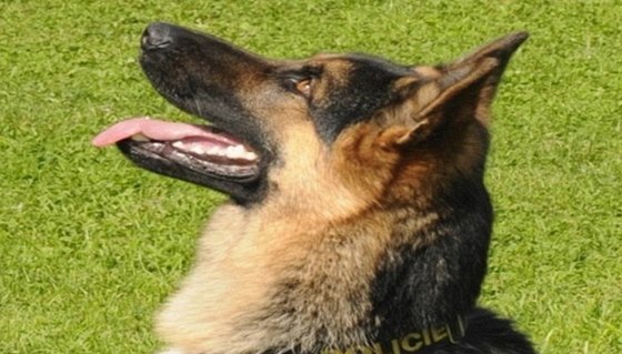 Sluební pes policie. (ilustraní snímek)