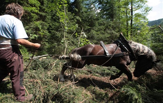 Chladnokrevný kůň pomáhá lesním dělníkům v těžko přístupných místech.