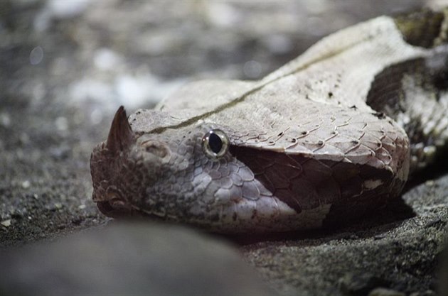 Chovatele z Lounska uštkla prudce jedovatá zmije gabunská, je ve vážném stavu