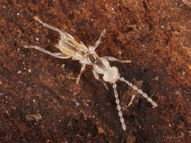 Larva dosud neznámého druhu drobn�lky, který objevili na Borneu badatelé z...