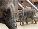 Títýdenní sloní holika z ostravské zoologické zahrady se svou matkou...