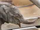 Títýdenní sloní holika z ostravské zoo je nyní velmi ilá. (26. února 2014)
