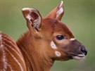 Mlád antilopy bongo zblízka