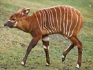 Mlád kriticky ohroené antilopy bongo