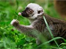 Lemur blohlavý