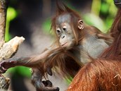 Orangutan sumaterský