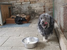 Kdyby se prokázalo úmyslné týrání psa, hrozil by kriminál až na dva roky. "Byly...
