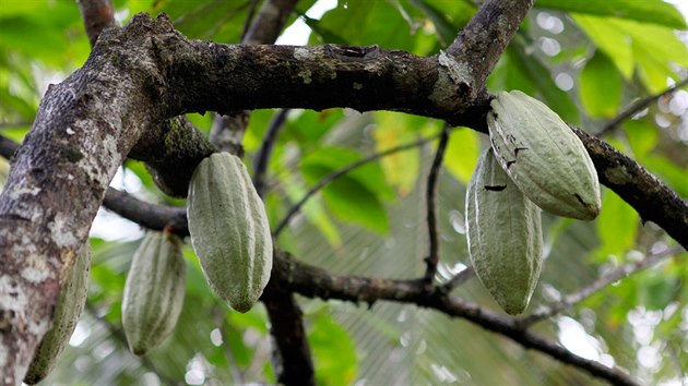 Cesta na El Yunque vede tropickm pralesem, ve kterm se skrv spousta ovocnch a kakaovch plant.