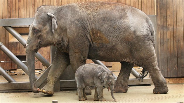 Ttdenn sln z ostravsk zoologick zahrady se svou matkou Vishesh. (26. nora 2014)