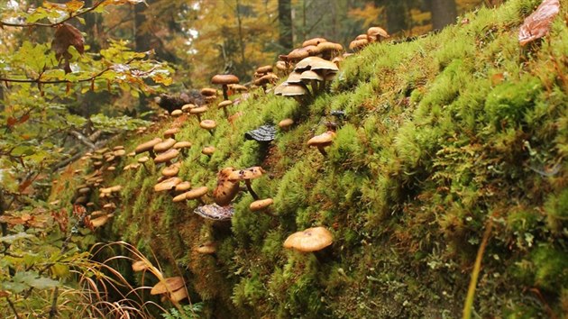 Kmen porostl mechem a houbami v Mileickm pralese.