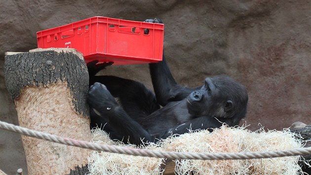 S bednkami si hrvala u Moja, prvn goril mld narozen v Zoo Praha. 