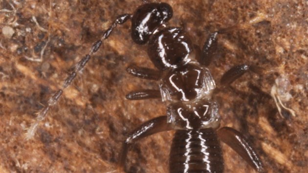 Dospělec dosud neznámého druhu drobnělky, který objevili na Borneu badatelé z olomoucké Univerzity Palackého.