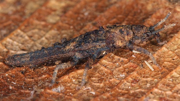 Jedinec dosud neznámého druhu epigeické strašilky, který objevili na Borneu badatelé z olomoucké Univerzity Palackého.