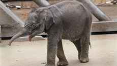 Títýdenní sloní holika z ostravské zoologické zahrady. (26. února 2014)