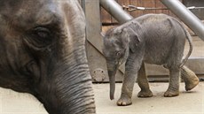 Títýdenní sloní holika z ostravské zoologické zahrady se svou matkou...
