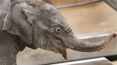 Títýdenní sloní holika z ostravské zoo je nyní velmi ilá. (26. února 2014)
