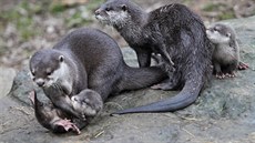 Vydra malá je nejmen�ím druhem vyder na sv�t�. Jejich domovinou jsou ba�iny a...