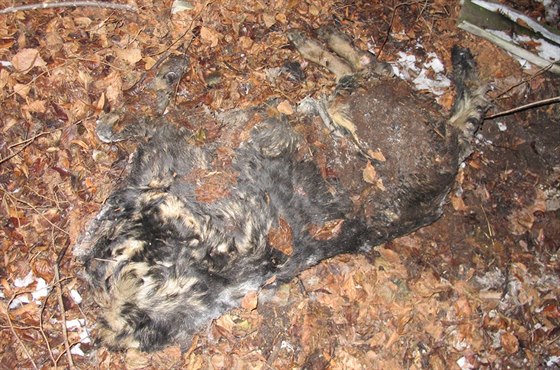 Na Berounsku se za poslední rok nalo pt psích tl bez hlavy